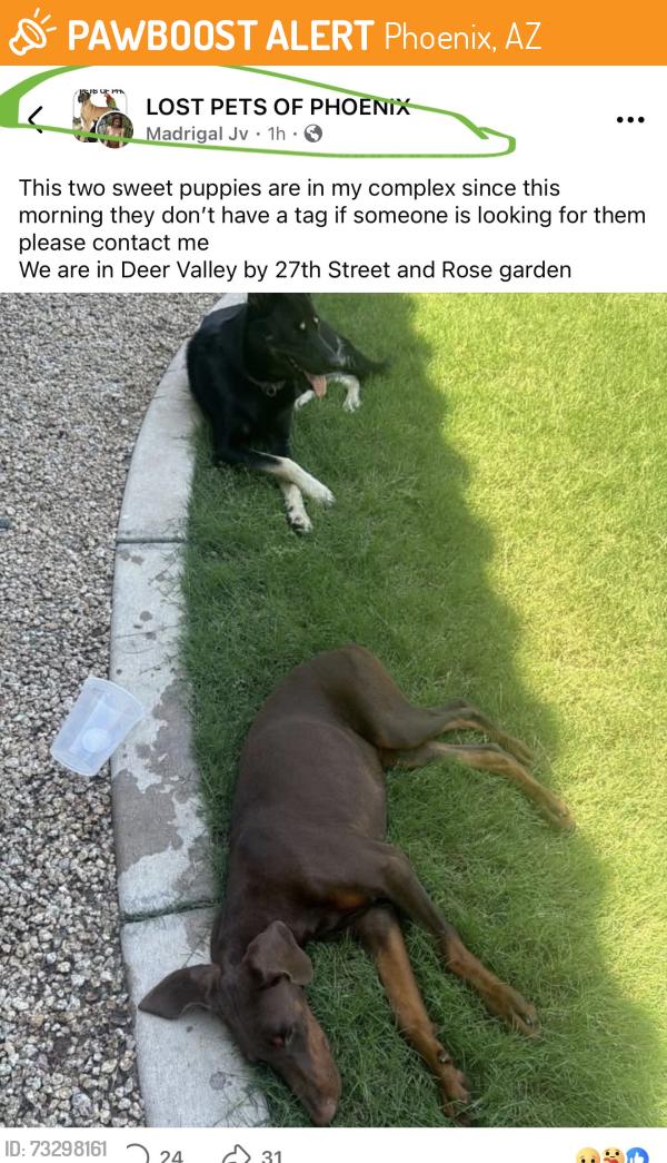 Found/Stray Unknown Dog last seen Extended stay, Phoenix, AZ 85027