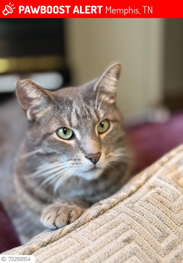 Lost Male Cat last seen White station road, Memphis, TN 38120