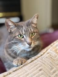 Lost Male Cat last seen White station road, Memphis, TN 38120