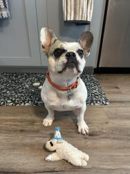 Reunited Female Dog last seen Morning Dr, Loveland, CO 80538