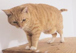 Lost Male Cat last seen Near Hayslette Ave, Hurricane, WV 25526
