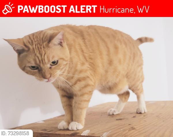 Lost Male Cat last seen Near Hayslette Ave, Hurricane, WV 25526