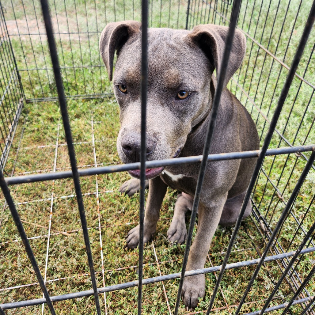 Shelter Stray Female Dog last seen , 2608 Center St, Tacoma, WA 98409, USA