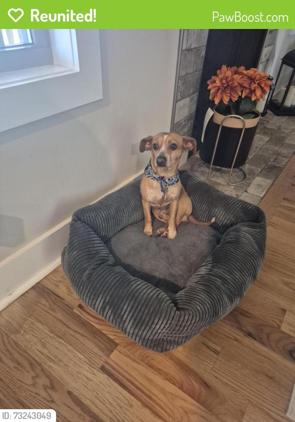 Reunited Male Dog last seen Hereford blvd and lowline and Dexter, Clarksville, TN 37043