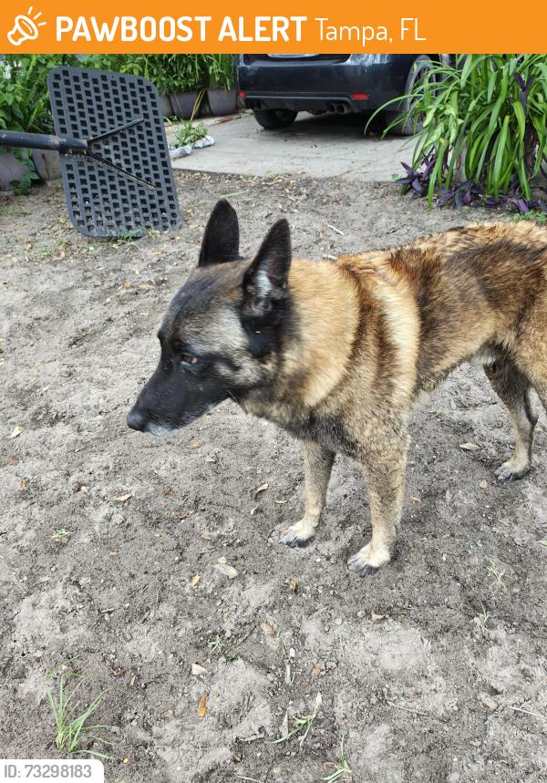 Found/Stray Male Dog last seen Clair mel elementary, Tampa, FL 33619