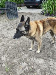 Found/Stray Male Dog last seen Clair mel elementary, Tampa, FL 33619