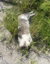 Found/Stray Male Cat last seen Tampa, FL 33615 near Wilsky Blvd & Waters Ave., Town 'n' Country, FL 33615