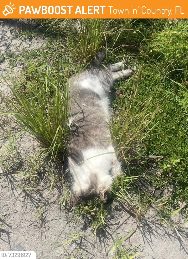 Found/Stray Male Cat last seen Tampa, FL 33615 near Wilsky Blvd & Waters Ave., Town 'n' Country, FL 33615
