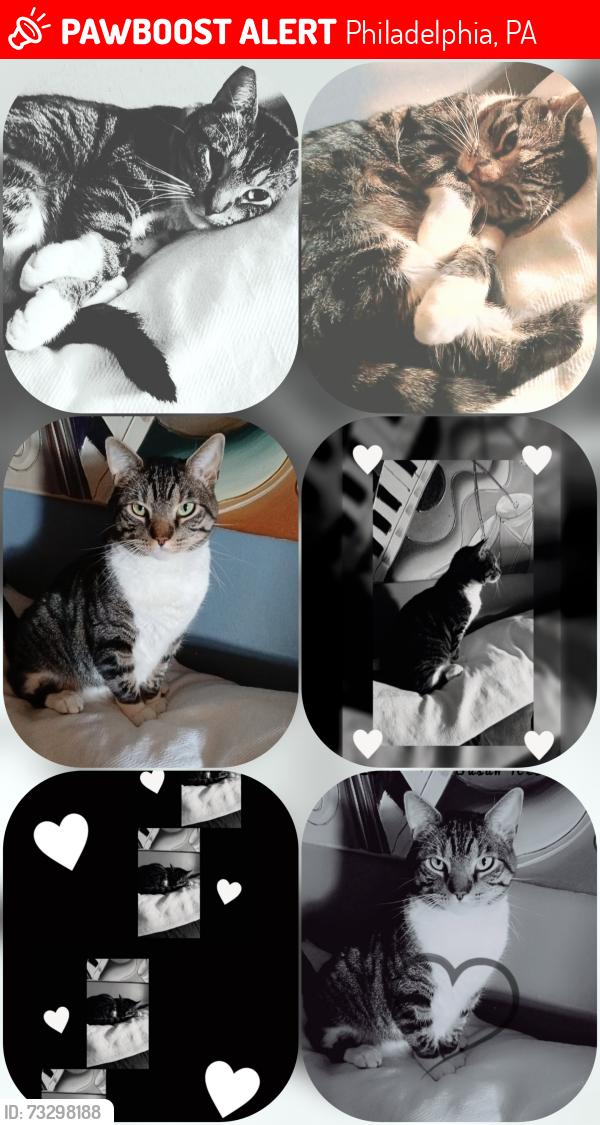 Lost Male Cat last seen Torresdale and Harbison, Philadelphia, PA 19137