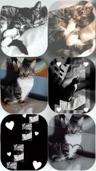 Lost Male Cat last seen Torresdale and Harbison, Philadelphia, PA 19137