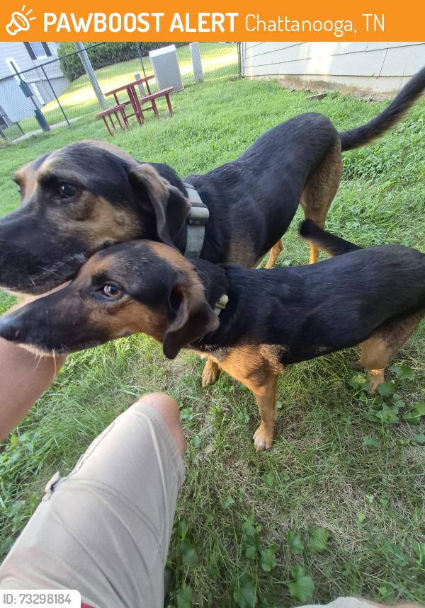 Found/Stray Unknown Dog last seen Old Lee Highway, Chattanooga, TN 37421
