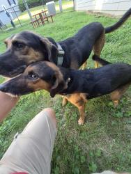 Found/Stray Unknown Dog last seen Old Lee Highway, Chattanooga, TN 37421