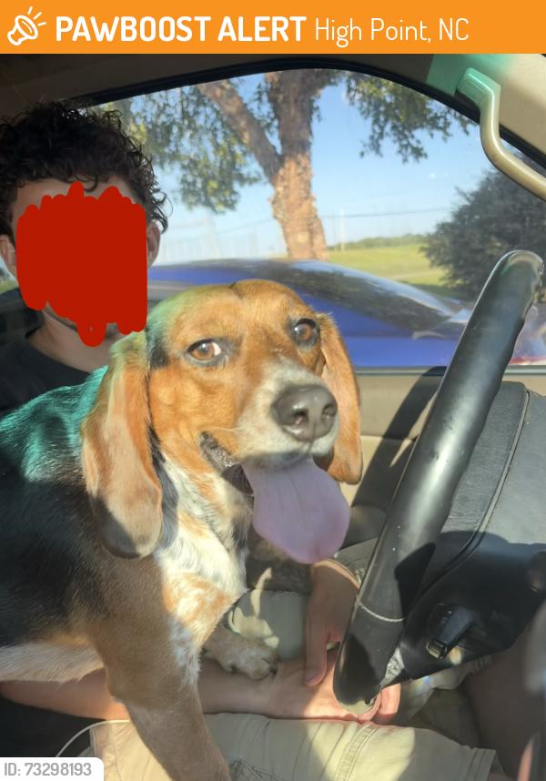 Found/Stray Male Dog last seen Penny Rd and Woodpark Dr, High Point NC, High Point, NC 27265
