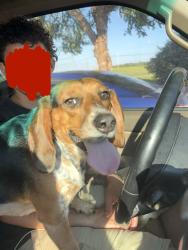 Found/Stray Male Dog last seen Penny Rd and Woodpark Dr, High Point NC, High Point, NC 27265