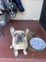 Found/Stray Female Dog last seen Whittier and Leonard, East Los Angeles, CA 90022