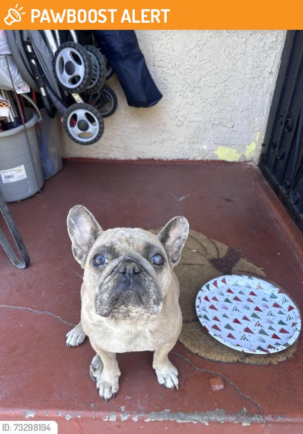 Found/Stray Female Dog last seen Whittier and Leonard, East Los Angeles, CA 90022
