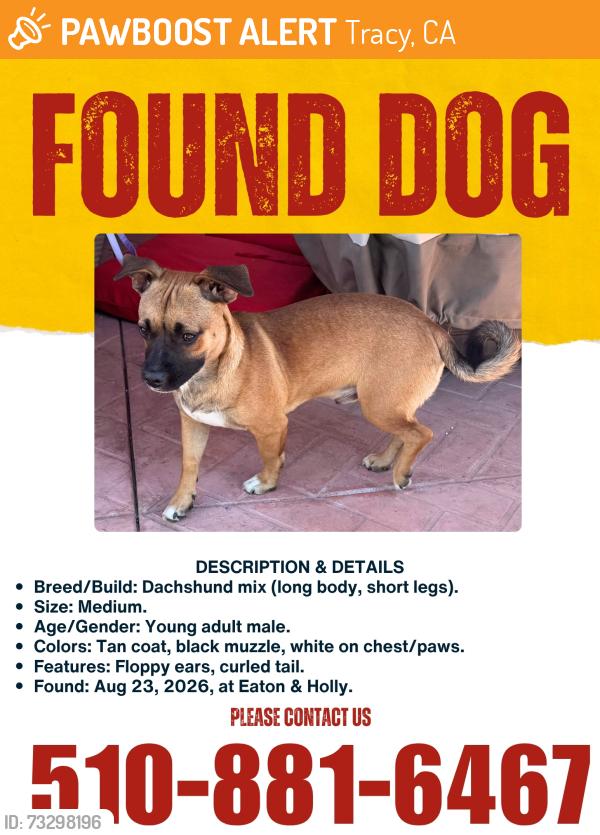 Found/Stray Male Dog last seen Holly, Tracy, CA 95376