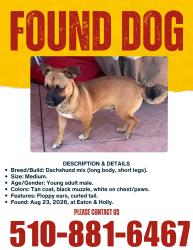 Found/Stray Male Dog last seen Holly, Tracy, CA 95376