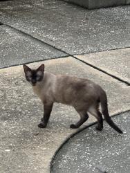 Found/Stray Male Cat last seen Fulton street, Tarpon Springs, FL 34689
