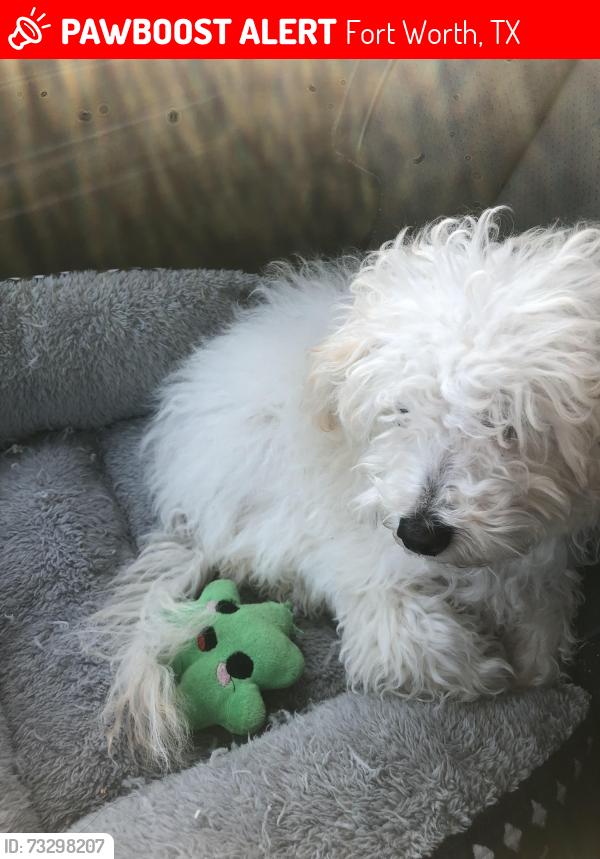 Lost Male Dog last seen Juliet Ln, Fort Worth, TX 76137