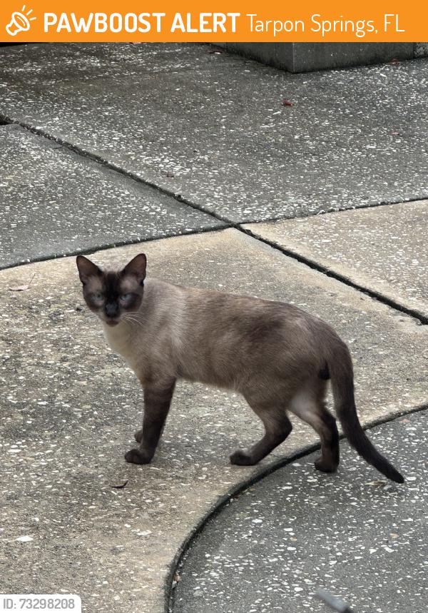 Found/Stray Male Cat last seen Fulton street, Tarpon Springs, FL 34689