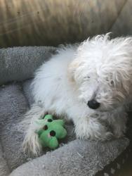 Lost Male Dog last seen Juliet Ln, Fort Worth, TX 76137