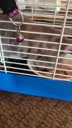 Found/Stray Female Cat last seen Traister road and 68, Madison Township, PA 16248