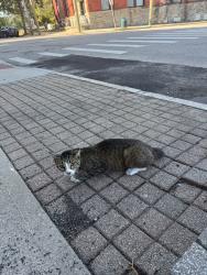 Found/Stray Male Cat last seen John and Clark street, Cincinnati, OH 45203