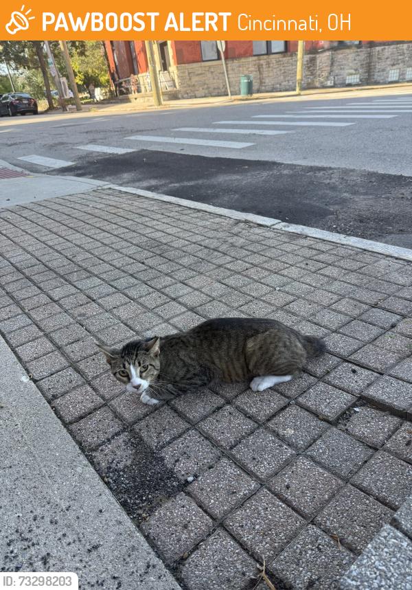 Found/Stray Male Cat last seen John and Clark street, Cincinnati, OH 45203