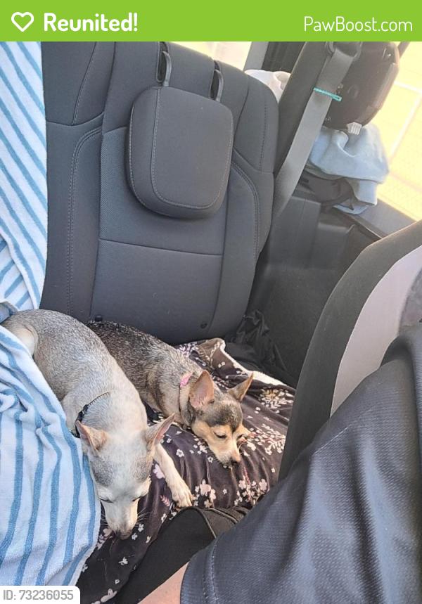 Reunited Male Dog last seen Briere rue et danis, Saint-Jérôme, QC J7Y 3A3