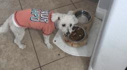 Reunited Male Dog last seen El campo grande North Las Vegas, North Las Vegas, NV 89031