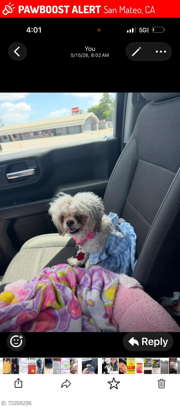 Lost Female Dog last seen Near Tilton ave San mateo, San Mateo, CA 94401