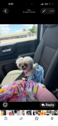 Lost Female Dog last seen Near Tilton ave San mateo, San Mateo, CA 94401
