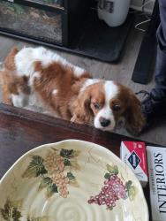 Found/Stray Female Dog last seen Near LeMay Elemntery, Bellevue, NE 68123