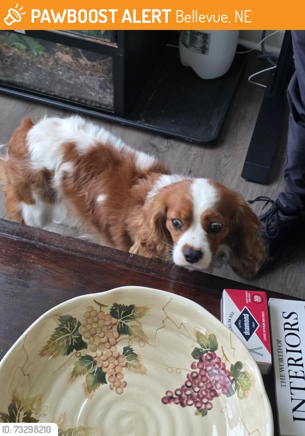 Found/Stray Female Dog last seen Near LeMay Elemntery, Bellevue, NE 68123