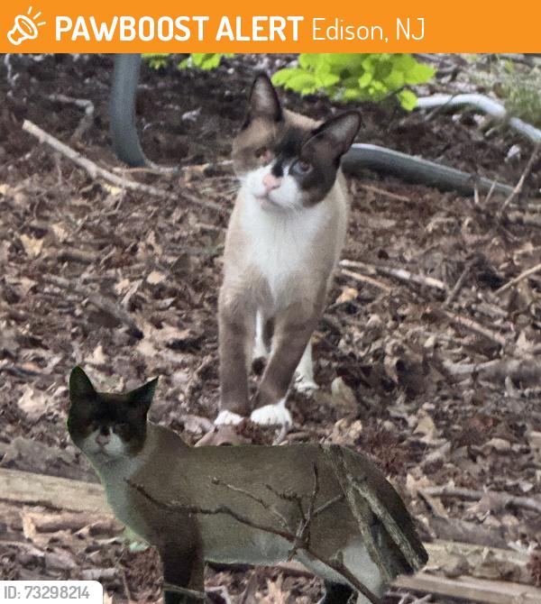 Found/Stray Unknown Cat last seen new dover rd, Edison, NJ 08820