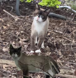 Found/Stray Unknown Cat last seen new dover rd, Edison, NJ 08820