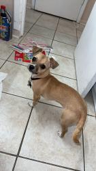 Reunited Female Dog last seen Biddison and Hemphill, Fort Worth, TX 76102