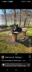 Reunited Female Dog last seen Chaos and caffeine, Maggie Valley, NC 28751