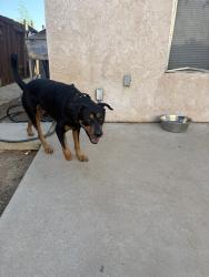 Reunited Male Dog last seen Centerpoint Dr, Moreno Valley, CA 92553, USA, Moreno Valley, CA 92553
