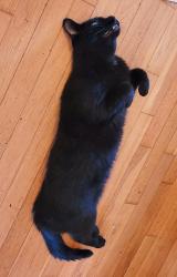 Lost Male Cat last seen Near Hayslette Ave, Hurricane, WV 25526