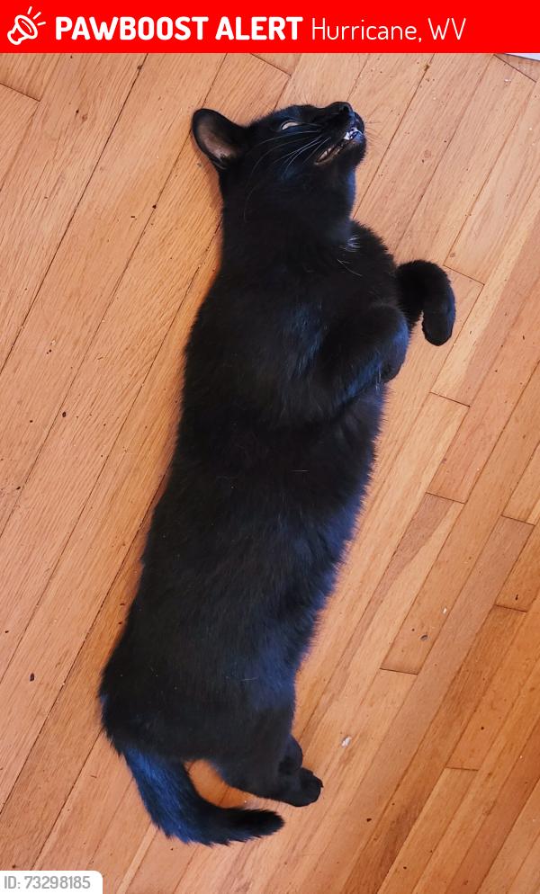 Lost Male Cat last seen Near Hayslette Ave, Hurricane, WV 25526