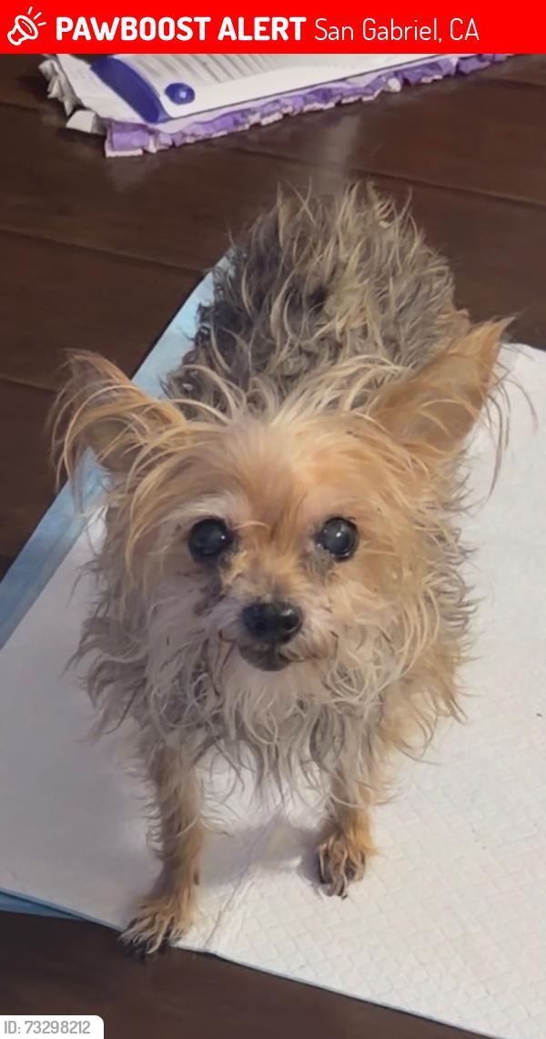 Lost Female Dog last seen Marshall street, San Gabriel, CA 91776