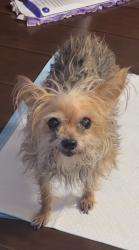 Lost Female Dog last seen Marshall street, San Gabriel, CA 91776