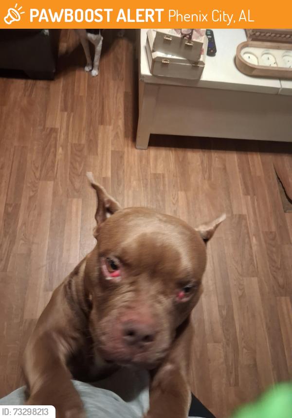 Found/Stray Female Dog last seen Lake on Summerville Rd, Phenix City, AL 36867