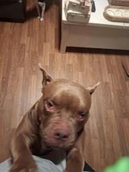 Found/Stray Female Dog last seen Lake on Summerville Rd, Phenix City, AL 36867