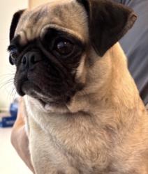 Reunited Female Dog last seen Coit and Spring Valley, Richardson, TX 75080