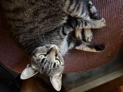 Reunited Unknown Cat last seen Belterra Dr & Aspen Dr, Austin, TX 78737