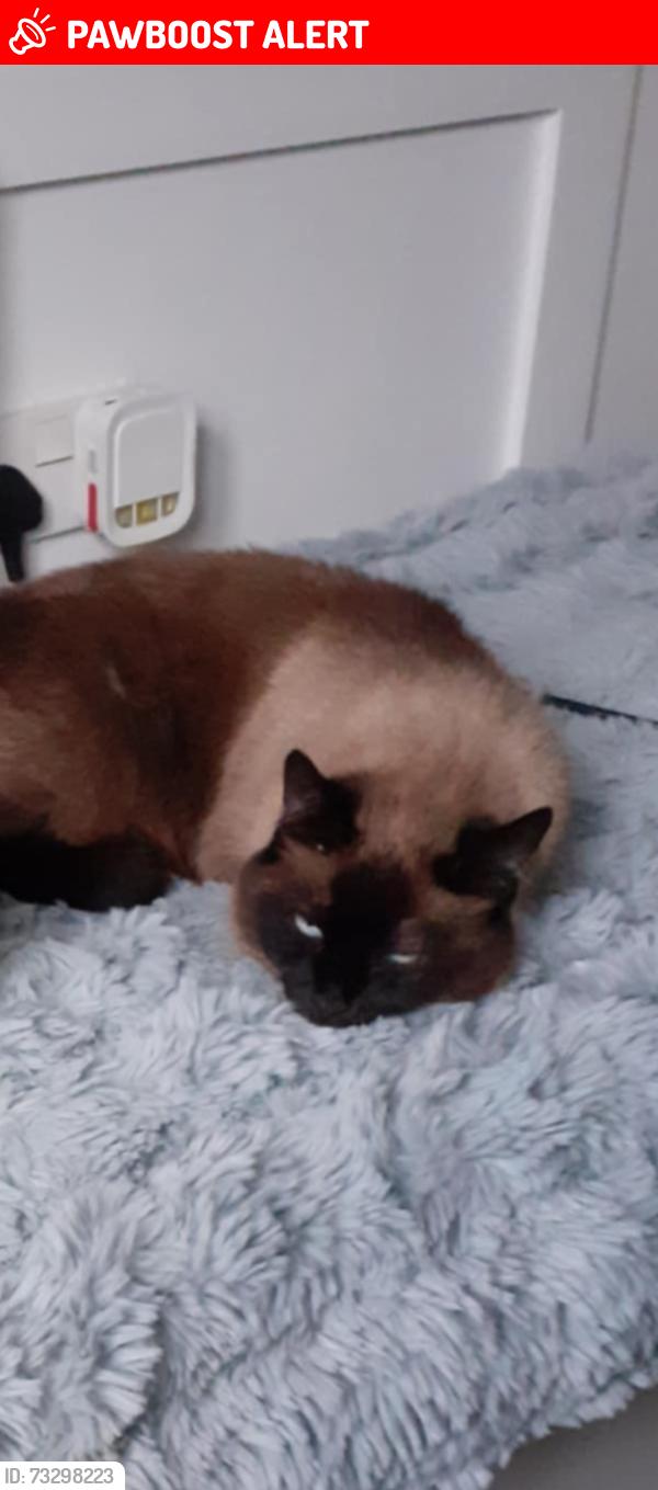 Lost Female Cat last seen Rh149hy, West Sussex, England RH14 9HY