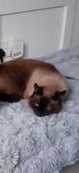 Lost Female Cat last seen Rh149hy, West Sussex, England RH14 9HY
